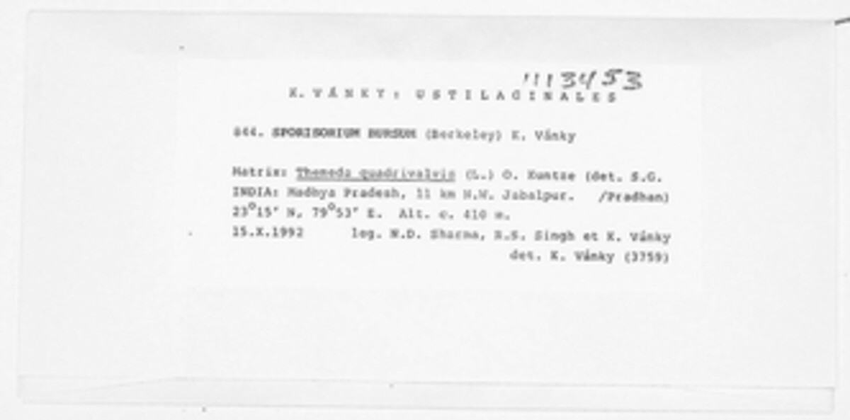 Stollia image